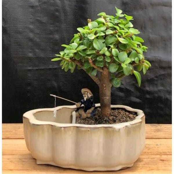 Paisaje Baby Jade Land Tree & Water Pot with Scalloped Edges Portulacaria Afra PA2803698 - main